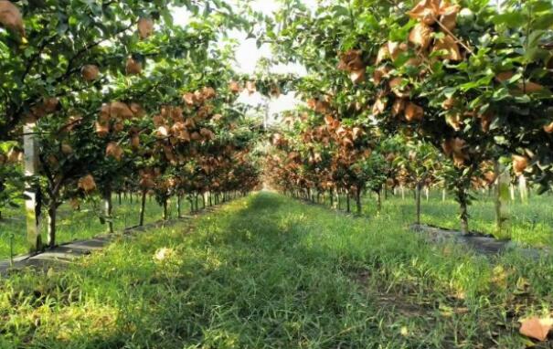 Qiuyue Pears Kicked off Harvesting in Core Production Areas
