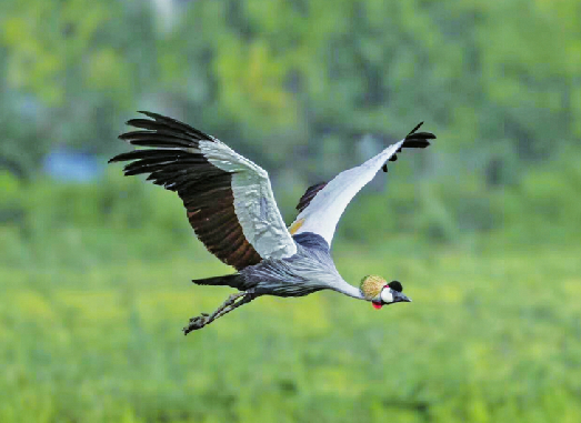 Rare Gray-crowned Crane Attracts Shutterbugs