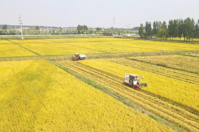 Der Reisduft am Ufer des Gelben Flusses