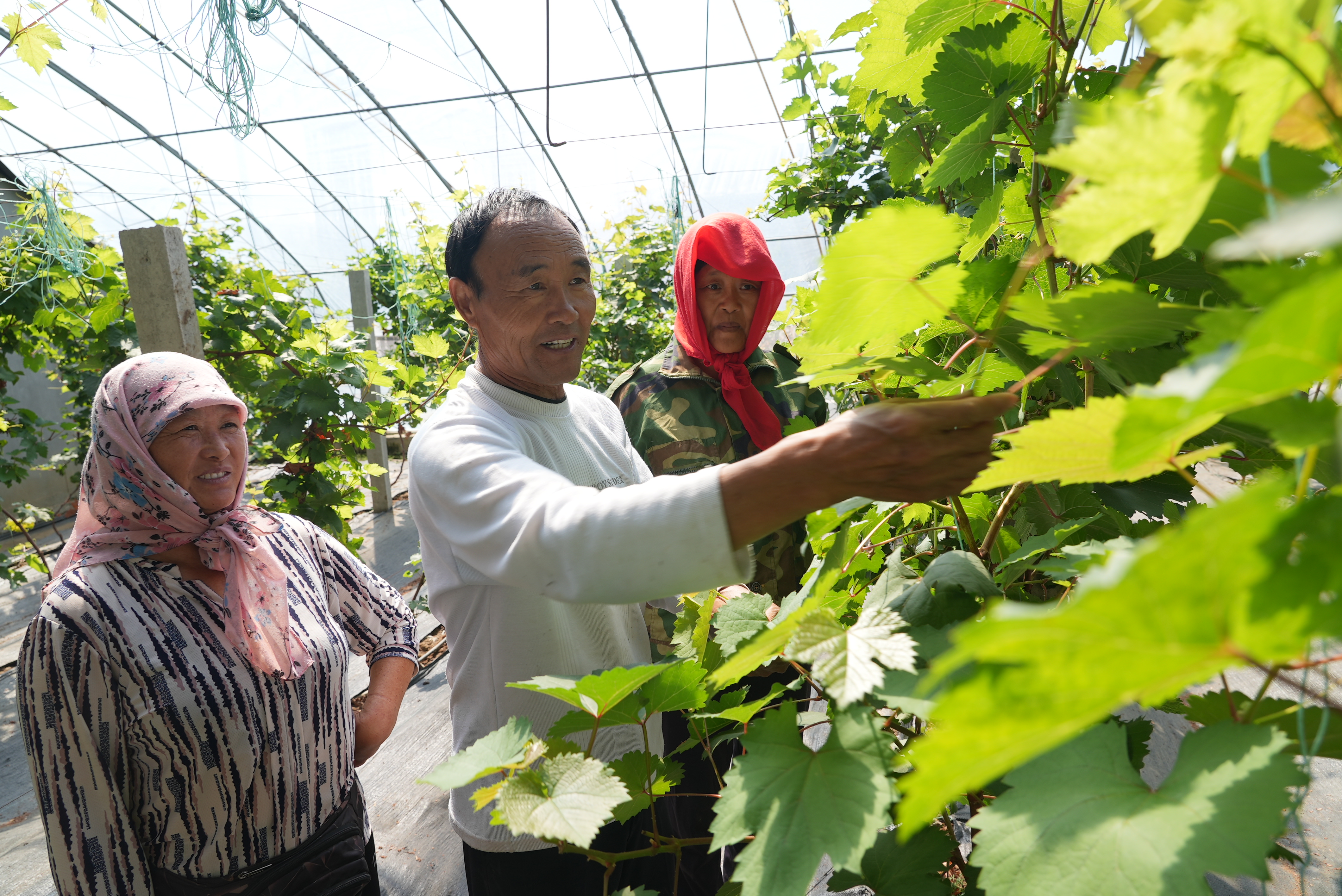 融媒·先锋丨街道创新好做法，30个村拓宽致富路——跟着支书来创业