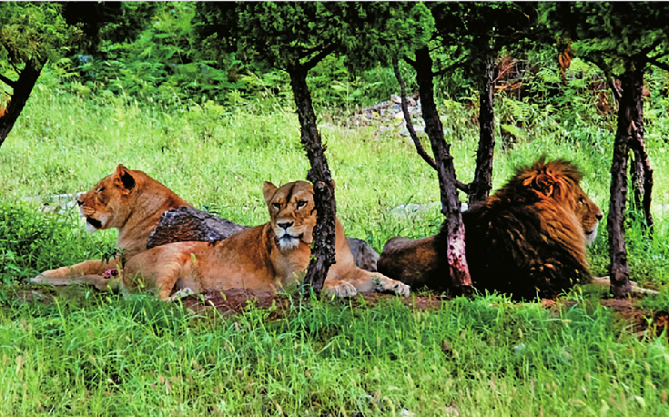 济南野生动物世界四只非洲狮首次亮相