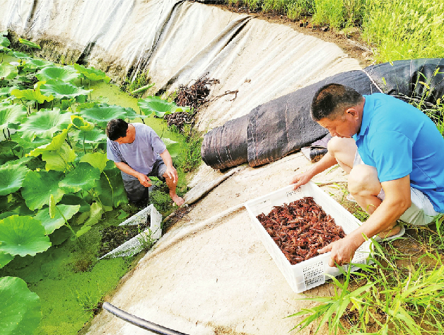 丰收的章丘，和美的画卷