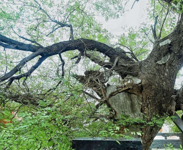 寻访济南乡村古树：散落郊野仍迸发生机，有村子为保护古树“绕树修路”