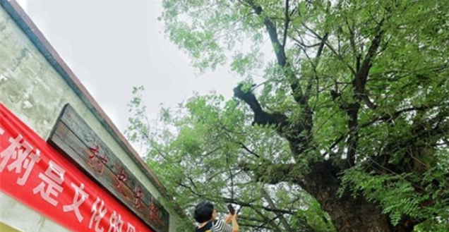 寻访济南乡村古树：散落郊野仍迸发生机，有村子为保护古树“绕树修路”