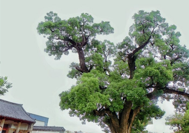 寻访济南乡村古树：散落郊野仍迸发生机，有村子为保护古树“绕树修路”