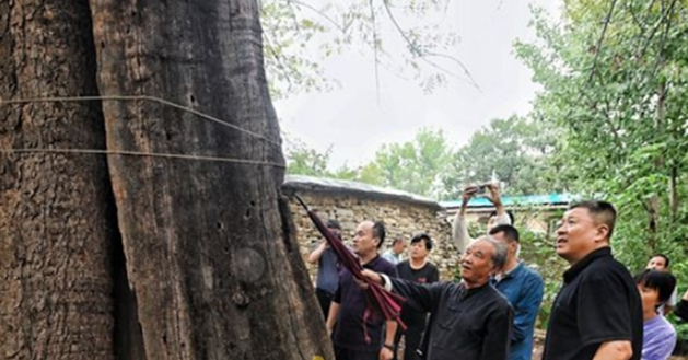 寻访济南乡村古树：散落郊野仍迸发生机，有村子为保护古树“绕树修路”