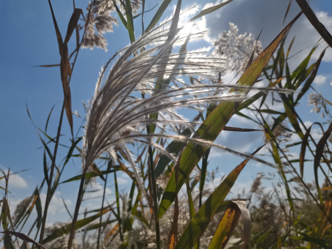 沿着黄河遇见海｜20余万亩湿地补一遍水只需4天 东营探索黄河口湿地修复模式