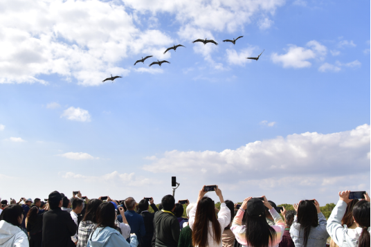 沿着黄河遇见海｜20余万亩湿地补一遍水只需4天 东营探索黄河口湿地修复模式