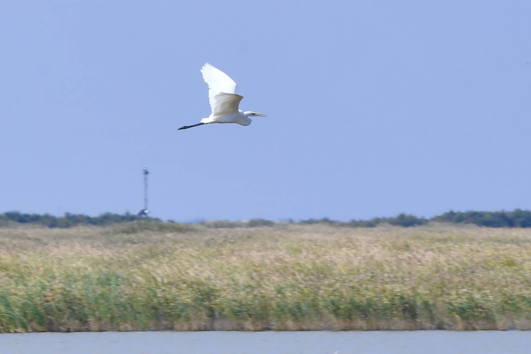 沿着黄河遇见海｜20余万亩湿地补一遍水只需4天 东营探索黄河口湿地修复模式