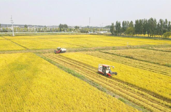 La province du Shandong intègre 98,72% des terres arables du statu quo dans le régime foncier