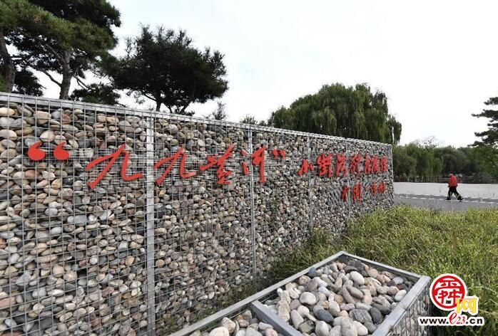 沿着黄河遇见海｜从满目黄沙到绿树成荫 这个黄河边的小村子如何焕发新生？