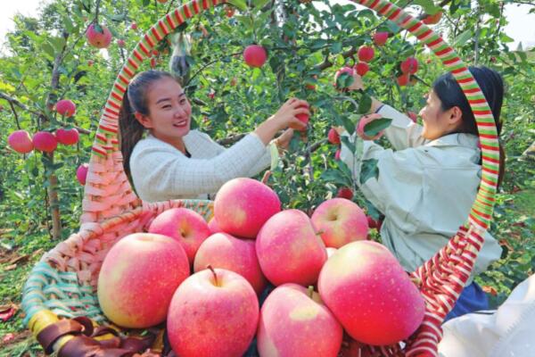 Red Apples Harvest