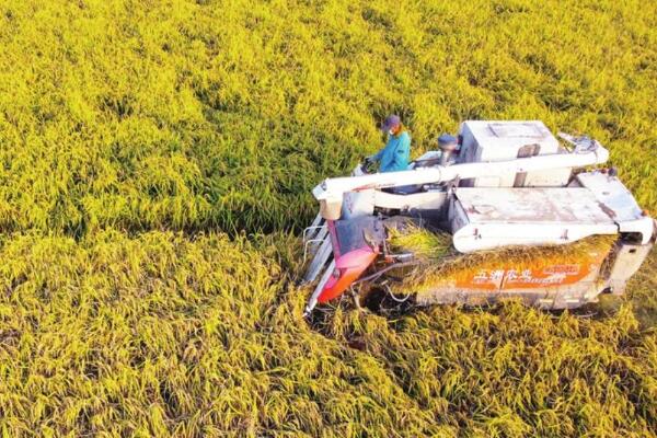 Über 90% der Herbstgetreideernte in Shandong abgeschlossen