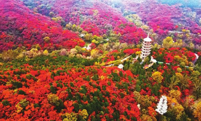 В голубую осень долина красных листьев замечательно