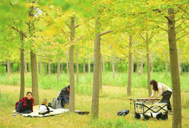La température baisse clairement, la forêt de ginkgo de mille acres du fleuve jaune de Jinan accueillera son meilleur moment