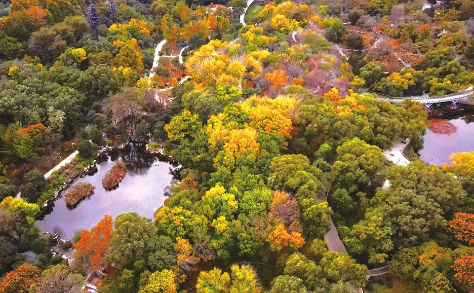 Trees Wearing Colorful Clothes Paint Ji’nan A Beautiful Picture