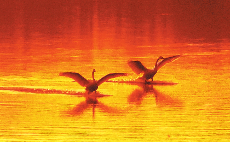 Morning Song on Swan Lake