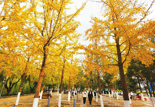 Ginkgoes on Quancheng Square Wear Gold Clothes