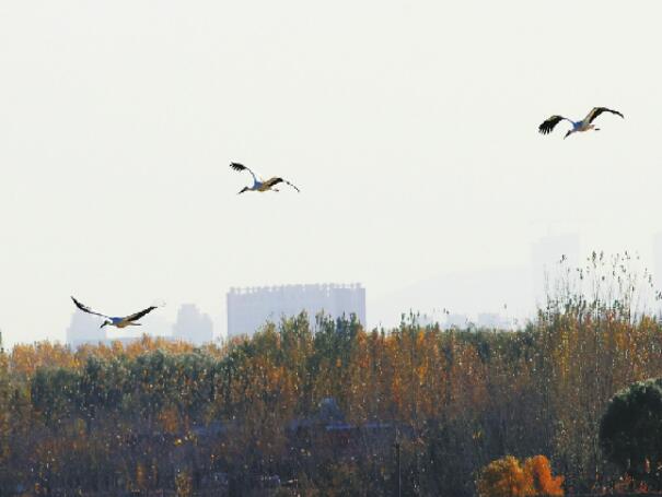 Der Orientalische Storch erscheint in der Quellen-Stadt