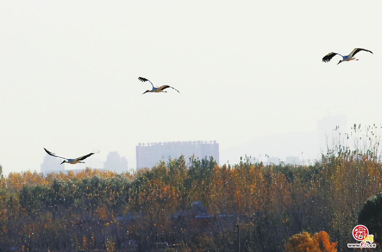 国家一级保护动物东方白鹳现身泉城