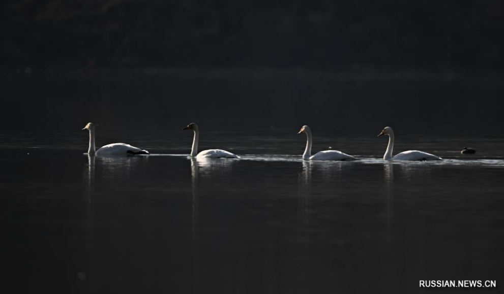 Лебеди прилетели на зимовку в провинцию Цинхай
