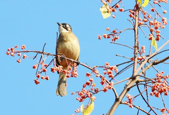 Winterliche Schönheit auf den Zweigen