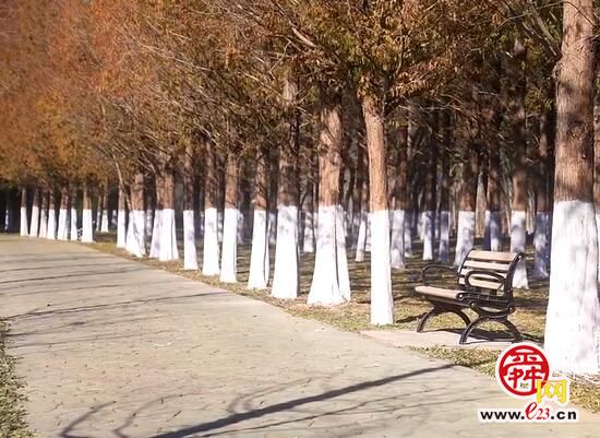 在济南的冬天 看层林尽染，听水杉婆娑