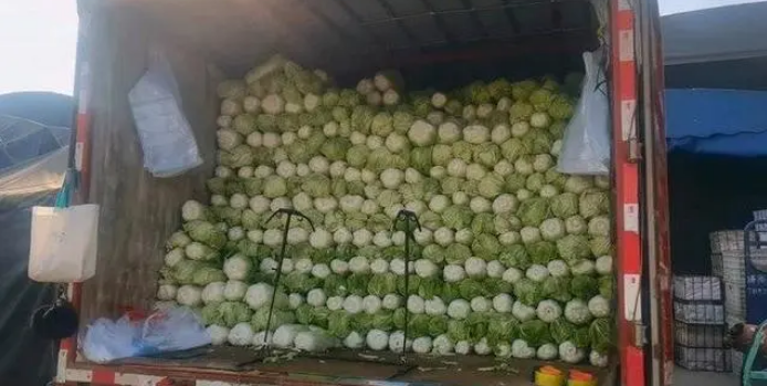 入冬白菜缘何变成“白菜价”？气温导致各产地白菜“集中上市”