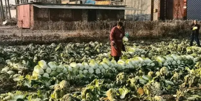 入冬白菜缘何变成“白菜价”？气温导致各产地白菜“集中上市”