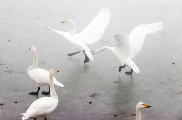 Как красиво! Лебеди играли “балет мечты” на водно-болотных угодьях в Цзинане.