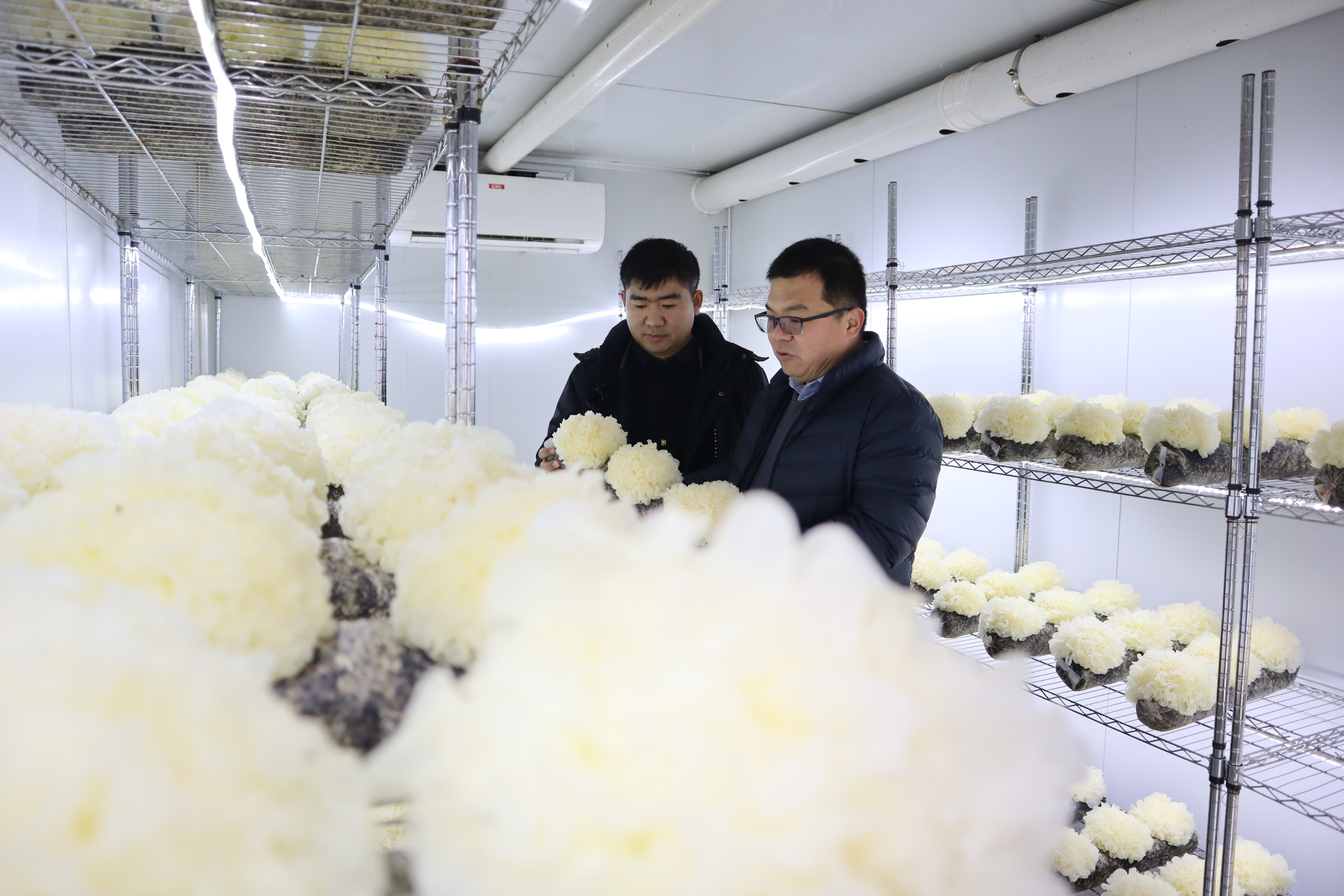 食用菌咋长大?吹空调、喝纯净水、5G技术管控——“小蘑菇”有大前景