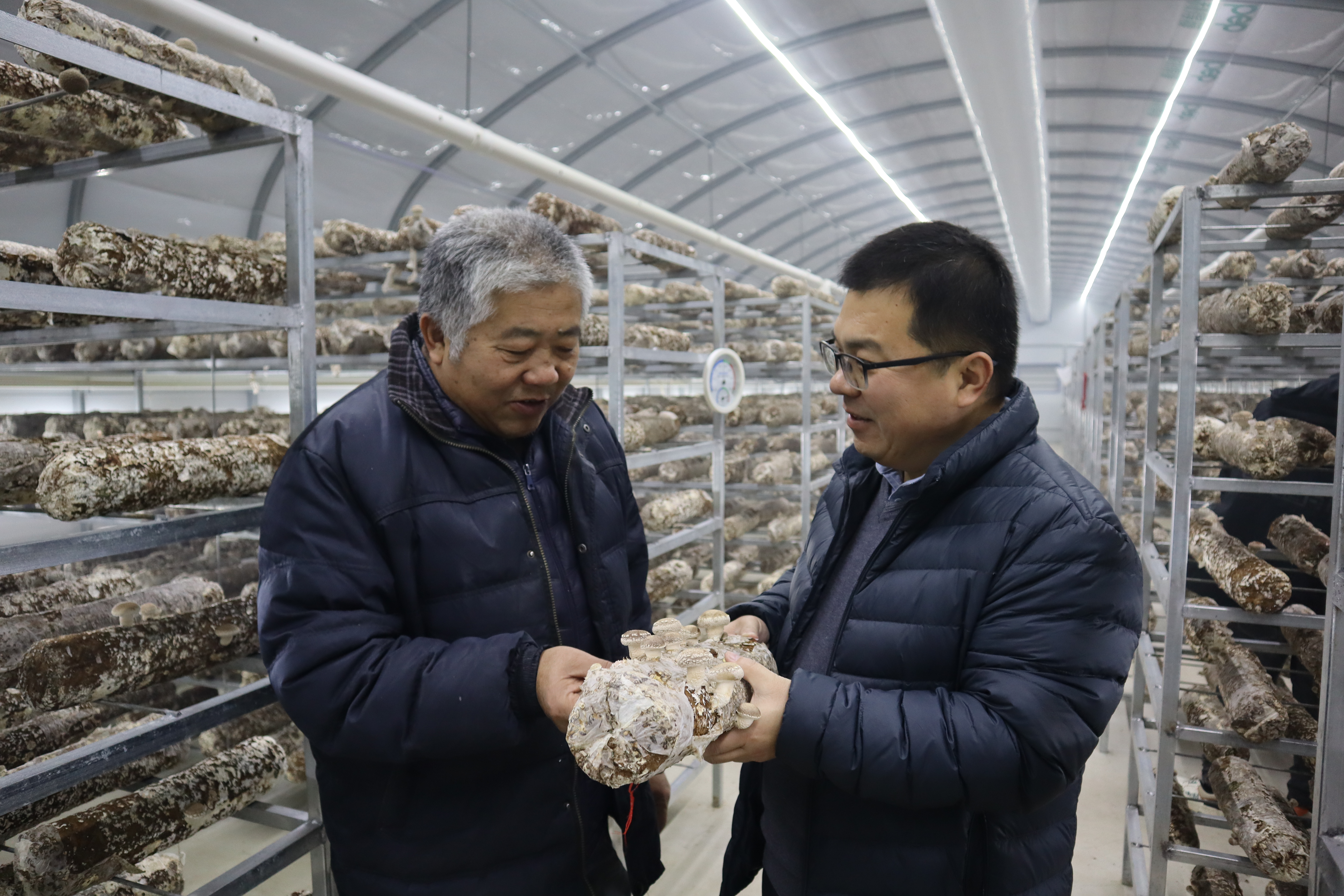 食用菌咋长大?吹空调、喝纯净水、5G技术管控——“小蘑菇”有大前景