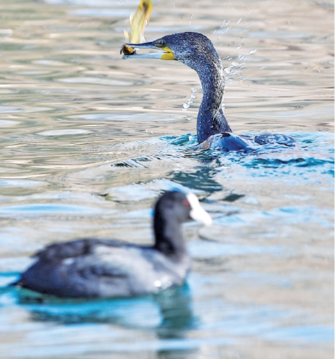 水鳥が大明湖で「会食」