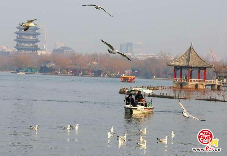银鸥伴飞游船，济南大明湖来了“新客人”