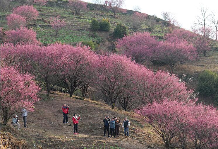 В деревне Шитань провинции Аньхой распускаются цветы сливы