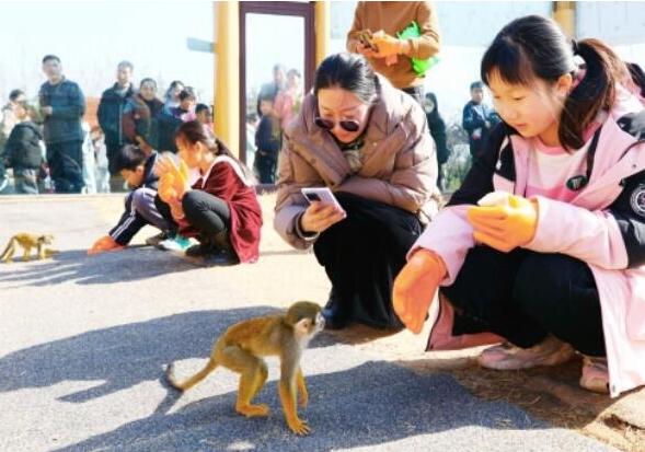 Мир диких животных в Цзинане принимала почти 200 тыс. туристов во время праздника.
