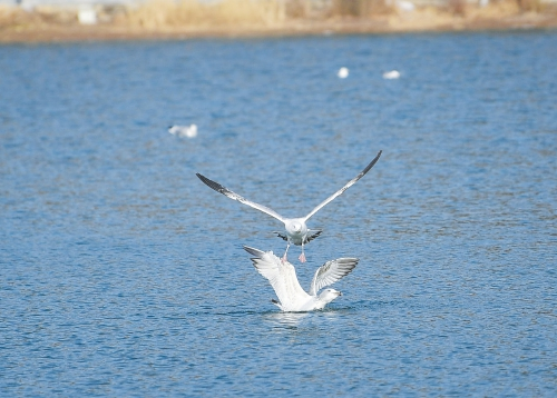 Herring Gulls Fly in Water Park