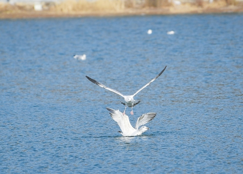 Beauté écologique, Silver gull vole