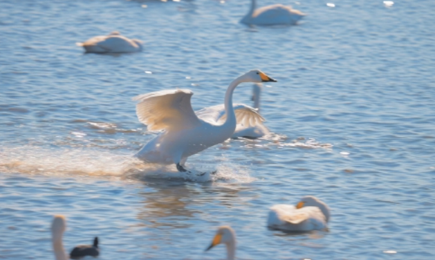 Large Number of Wild Whooper Swans Come to Ji’nan for Winter