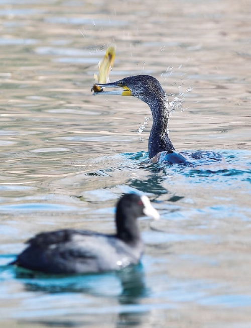 Птицы любят приходить в это незамерзающее озеро в городе Цзинань