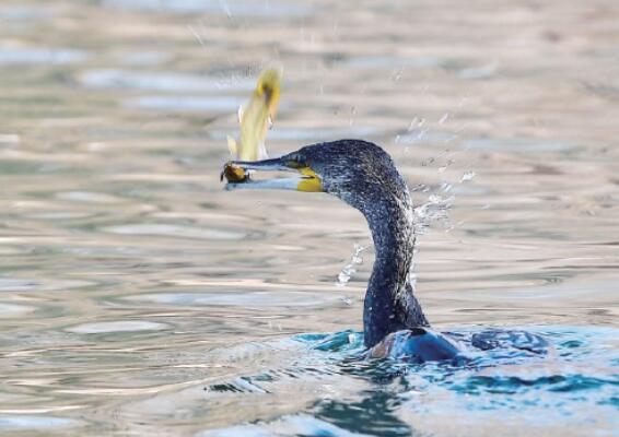 Dieser nicht zugefrorene See in Jinan zieht viele Vögel an