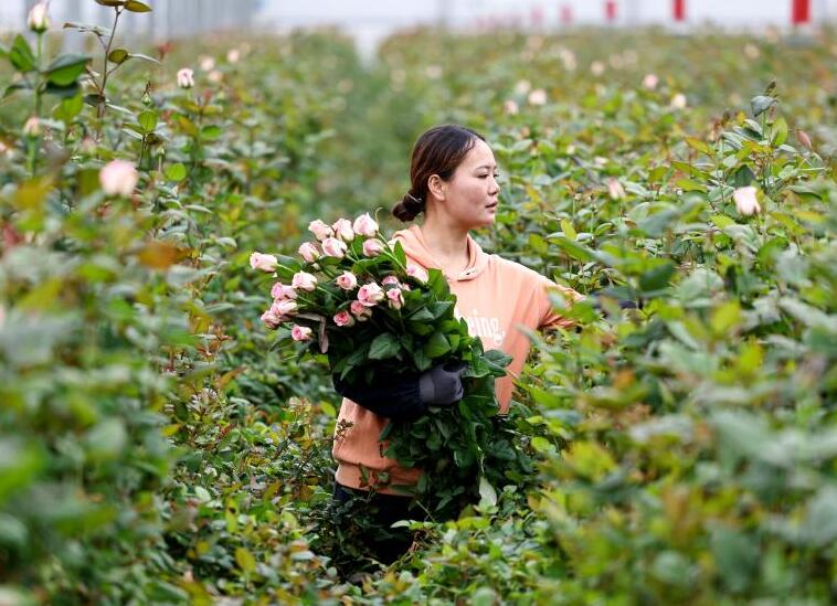 Свежесрезанные розы из уезда Линься китайской провинции Ганьсу пользуются популярностью по всему Китаю