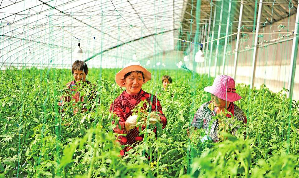 济南市蔬菜价格持续回落 茄果类、根茎类和叶菜类降幅较明显