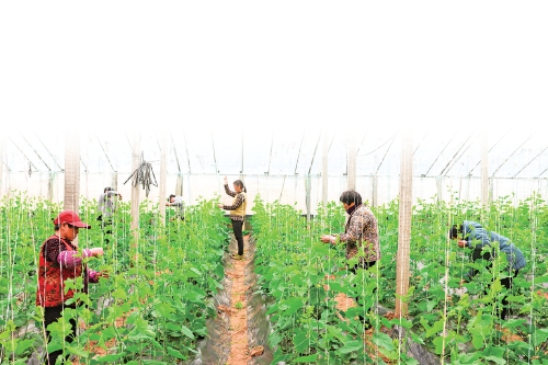 蔬菜产业加快数智转型步伐 一棵草莓苗背后的新质生产力