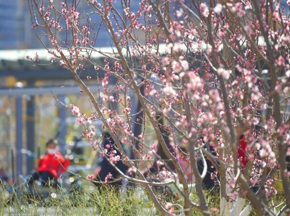 Jinan: Umfangreiche Blumen stellen zusammen ein schönes Frühlingsbild dar