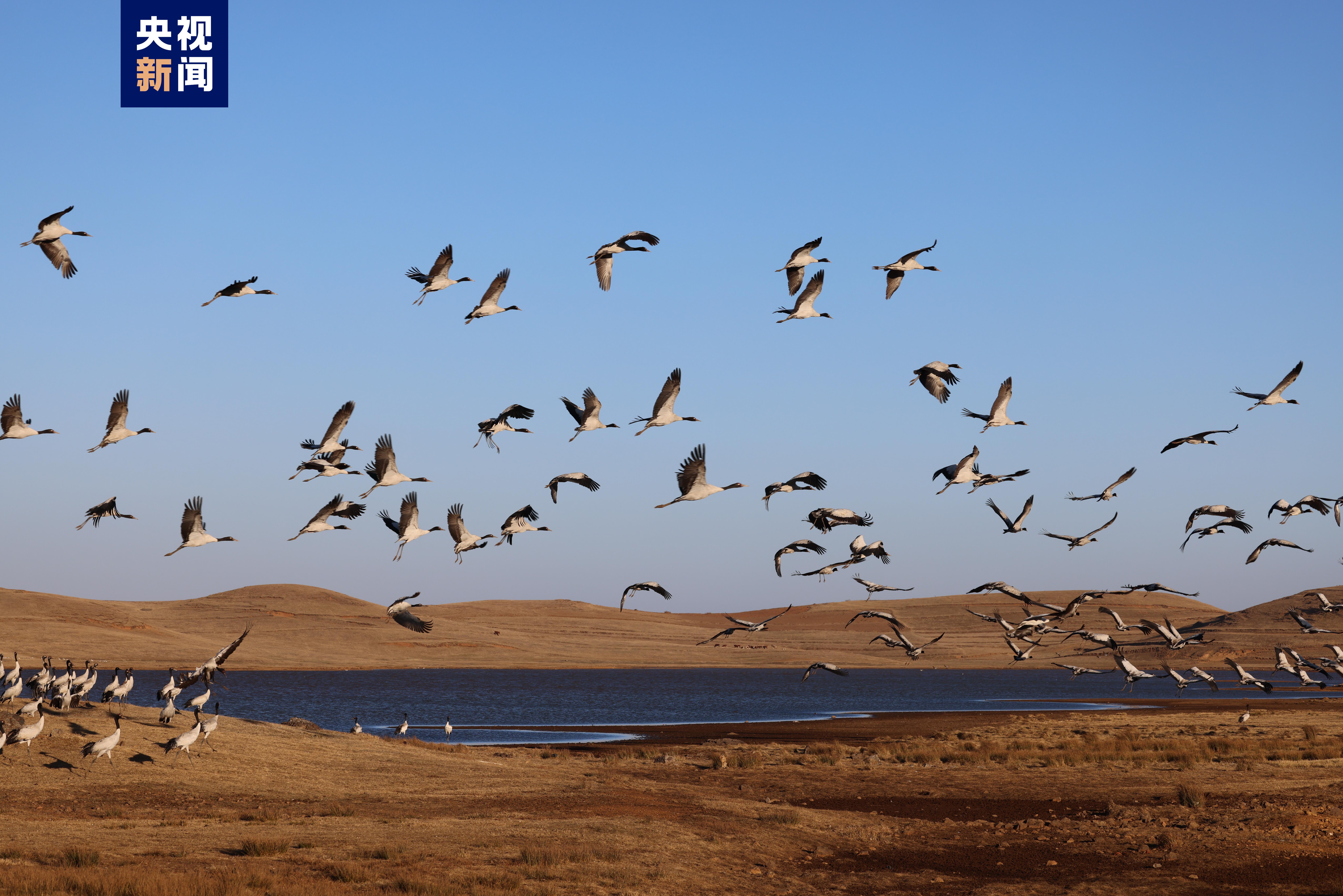 云南大山包越冬黑颈鹤开始大规模北迁