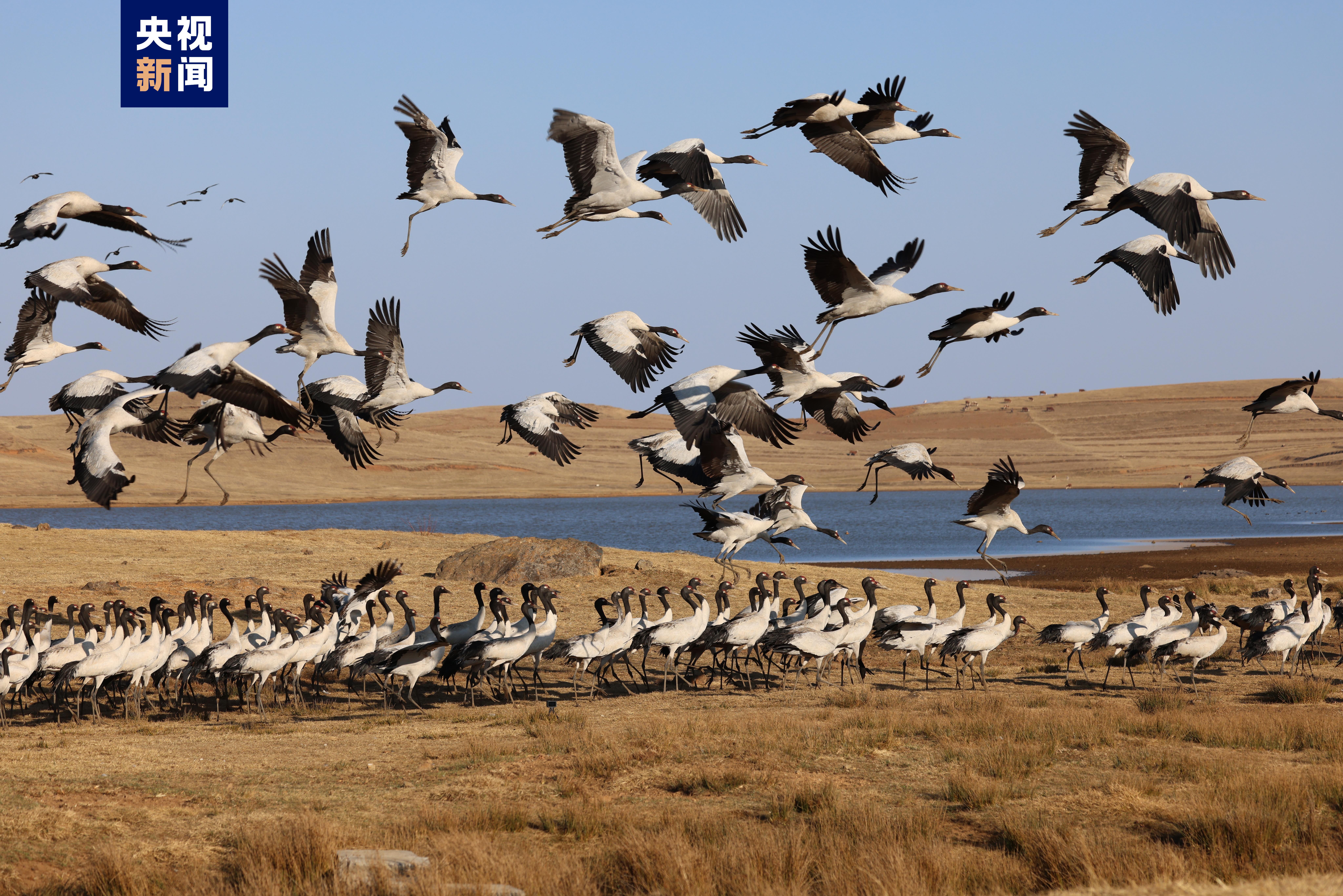 云南大山包越冬黑颈鹤开始大规模北迁