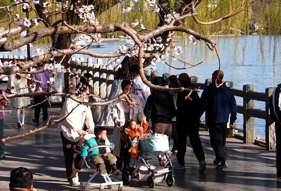 紅花緑柳の春色で、大明湖畔は人気場所になる