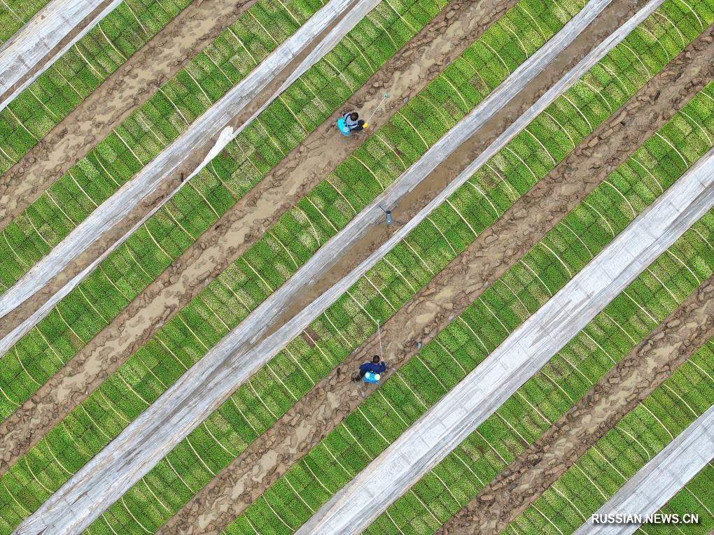Крестьяне выращивают рассаду в уезде Хэншань в Центральном Китае