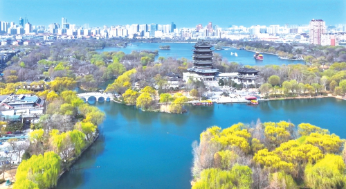 Daming Lake Full of Green Scene in Spring